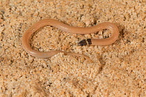 Peninsula crowned snake (Tantilla relicta relicta) Polk County. Florida, USA, February.