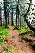 Trail through forest in Ecola State Park, Oregon, USA.April 2016.