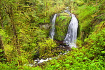 Upper McCord Creek Falls in Columbia River Gorge National Scenic Area, Oregon, USA. March 2016.
