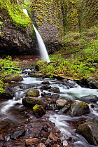 Upper Horsetail Falls (Poneytail Falls) Columbia River Gorge National Scenic Area, Oregon, USA. April 2016.