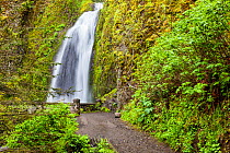 Wahkeena falls, Columbia River Gorge National Scenic Area, Oregon, USA. April 2016.