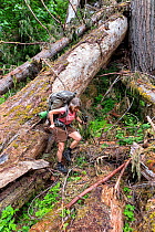 Woman hiking through fallen trees on Quinault River Trail, Olympic National Park, Washington, USA. May 2016. Model released.