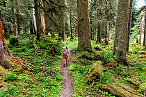 Hiker on Quinault River Trail, Olympic National Park, Washington, USA. May 2016. Model released.