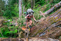 Woman hiking through fallen trees on Quinault River Trail, Olympic National Park, Washington, USA. Model released.