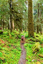 Man hiking Quinault River Trail, Olympic National Park, Washington, USA. May 2016. Model released.