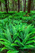 Forest with Western swordferns (Polystichum munitum) in  Quinault River Valley, Olympic National Park, Washington, USA. May 2016.