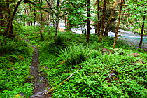 Woodland on Enchanted Valley trail on Quinault River, Washington, USA. May 2016.