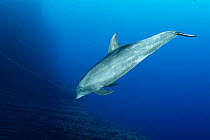 Bottlenose dolphin (Tursiops truncatus) Roca Partida close to San Benedicto island, Revillagigedo Archipelago Biosphere Reserve, Socorro Islands, Western Mexico