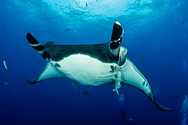 Giant manta ray (Manta birostris) San Benedicto Island, Revillagigedo Archipelago Biosphere Reserve, Socorro Islands, Western Mexico