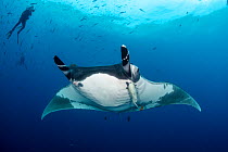 Giant manta ray (Manta birostris) with scuba diver, San Benedicto Island, Revillagigedo Archipelago Biosphere Reserve, Socorro Islands, Western Mexico