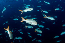 Pacific creolefish (Paranthias colonus) Roca Partida close to San Benedicto island, Revillagigedo Archipelago Biosphere Reserve, Socorro Islands, Western Mexico