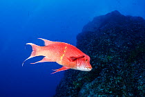 Mexican hogfish (Bodianus diplotaenia) Revillagigedo Archipelago Biosphere Reserve, Socorro Islands, Western Mexico