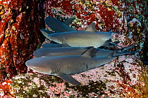 Whitetip reef sharks (Triaenodon obesus) resting on sea floor, Roca Partida close to San Benedicto island, Revillagigedo Archipelago Biosphere Reserve, Socorro Islands, Western Mexico