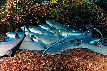 Whitetip reef sharks (Triaenodon obesus) resting on sea floor, Roca Partida close to San Benedicto island, Revillagigedo Archipelago Biosphere Reserve, Socorro Islands, Western Mexico