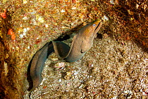 Panamic green moray (Gymnothorax castaneus) Roca Partida close to San Benedicto island, Revillagigedo Archipelago Biosphere Reserve, Socorro Islands, Pacific Ocean, Western Mexico .