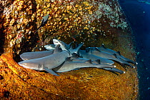 Whitetip reef sharks (Triaenodon obesus) group resting in coral reef, Roca Partida close to San Benedicto island, Revillagigedo Archipelago Biosphere Reserve, Socorro Islands, Western Mexico