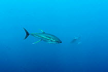 Yellowfin tuna (Thunnus albacares)? with shark in background, Roca Partida close to San Benedicto island, Revillagigedo Archipelago Biosphere Reserve, Socorro Islands, Western Mexico