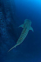 Whale shark (Rhincodon typus) Revillagigedo Archipelago Biosphere Reserve, Socorro Islands, Western Mexico