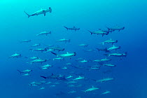 Scalloped hammerhead sharks (Sphyrna lewini) swimming shoal, Roca Partida close to San Benedicto island, Revillagigedo Archipelago Biosphere Reserve, Socorro Islands, Western Mexico