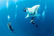 Giant manta ray (Manta birostris) with scuba divers below, El Boiler dive place, San Benedicto Island, Revillagigedo Archipelago Biosphere Reserve, Socorro Islands, Western Mexico