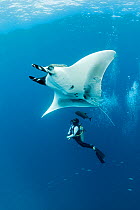 Giant manta ray (Manta birostris) with scuba diver below, El Boiler dive place, San Benedicto Island, Revillagigedo Archipelago Biosphere Reserve, Socorro Islands, Western Mexico