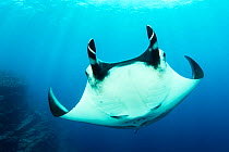 Giant manta ray (Manta birostris) El Boiler dive place, San Benedicto Island, Revillagigedo Archipelago Biosphere Reserve, Socorro Islands, Western Mexico