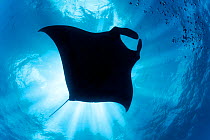 Giant manta ray (Manta birostris) seen from below, El Boiler dive place, San Benedicto Island, Revillagigedo Archipelago Biosphere Reserve, Socorro Islands, Western Mexico