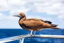 Brown booby (Sula leucogaster) on boat rail, San Benedicto, Revillagigedo Archipelago Biosphere Reserve, Socorro Islands, Western Mexico