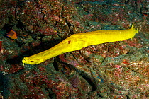 Trumpetfish (Aulostomus chinensis) San Benedicto Island, Revillagigedo Archipelago Biosphere Reserve, Socorro Islands, Western Mexico