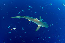 Silky shark (Carcharhinus falciformis) San Benedicto Island, Revillagigedo Archipelago Biosphere Reserve, Socorro Islands, Western Mexico