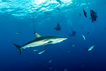 Silky shark (Carcharhinus falciformis) under the boat with divers doing decompression, San Benedicto Island, Revillagigedo Archipelago Biosphere Reserve, Socorro Islands, Western Mexico