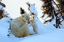 RF - Polar bear (Ursus maritimus) mother with cub aged 3 months at den. Wapusk National Park, Churchill, Manitoba, Canada. (This image may be licensed either as rights managed or royalty free.)