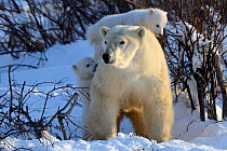 RF - Polar bear (Ursus maritimus) mother with two cubs aged 3 months, playing near den. Wapusk National Park, Manitoba, Canada. (This image may be licensed either as rights managed or royalty free.)