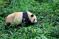 RF - Giant panda (Ailuropoda melanoleuca) in Bifengxia Giant Panda Breeding and Conservation Center, Yaan, Sichuan, China. (This image may be licensed either as rights managed or royalty free.)