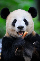 RF- Head portrait of Giant panda (Ailuropoda Melanoleuca) feeding on bamboo. Bifengxia Giant Panda Breeding and Conservation Center, Yaan, Sichuan, China. (This image may be licensed either as rights...