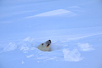 RF - Polar bear (Ursus maritimus) female peeking out of den entrance. Wapusk National Park, Churchill, Manitoba, Canada. March. (This image may be licensed either as rights managed or royalty free.)