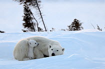 RF - Polar bear (Ursus maritimus) mother with cubs aged 3 months, at den. Wapusk National Park, Manitoba, Canada. (This image may be licensed either as rights managed or royalty free.)