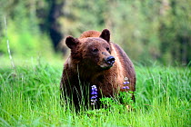 RF - Male Grizzly bear (Ursus arctos horribilis) feeding on Nootka lupine. Khutzeymateen Grizzly Bear Sanctuary, British Columbia, Canada. (This image may be licensed either as rights managed or royal...
