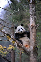 RF - Subadult Giant panda (Ailuropoda melanoleuca) climbing tree. Wolong Nature Reserve, Wenchuan, Sichuan Province, China. Captive. (This image may be licensed either as rights managed or royalty fre...