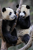 RF - Two subadult Giant pandas (Ailuropoda melanoleuca)  climbing in tree. Wolong Nature Reserve, Wenchuan, Sichuan Province, China. Captive. (This image may be licensed either as rights managed or ro...