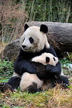 RF - Giant panda (Ailuropoda melanoleuca) mother and cub. Wolong Nature Reserve, Wenchuan, Sichuan Province, China. Captive. (This image may be licensed either as rights managed or royalty free.)