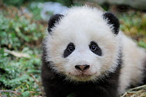 RF - Head portrait of Giant panda  (Ailuropoda melanoleuca) cub aged 5 months. Wolong Nature Reserve, Wenchuan, Sichuan Province, China. Captive. (This image may be licensed either as rights managed o...