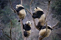RF - Four subadult Giant pandas (Ailuropoda melanoleuca) climbing in tree. Wolong Nature Reserve, Wenchuan, Sichuan Province, China. (This image may be licensed either as rights managed or royalty fre...