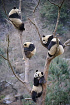 RF - Five subadult giant pandas (Ailuropoda melanoleuca) climbing in tree. Wolong Nature Reserve, Wenchuan, Sichuan Province, China. (This image may be licensed either as rights managed or royalty fre...