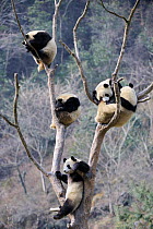 RF - Five subadult Giant pandas (Ailuropoda melanoleuca) climbing in tree. Wolong Nature Reserve, Wenchuan, Sichuan Province, China. (This image may be licensed either as rights managed or royalty fre...