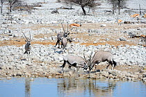 RF - Gemsbock (Oryx gazella) males fighting at waterhole in dry season. Etosha National Park, Namibia, Africa. October. (This image may be licensed either as rights managed or royalty free.)