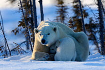 RF - Polar bear mother (Ursus maritimus) with two 3 month  cubs, coming out of den. Wapusk National Park, Churchill, Manitoba, Canada. March. (This image may be licensed either as rights managed or ro...