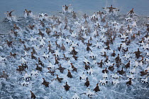 Flock of Common eiders (Somateria molissima) taking off from water, Trondelag, Norway. January.