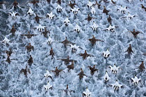 Flock of Common eiders (Somateria molissima) taking off from water, Trondelag, Norway. January.