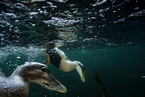 Common eiders (Somateria mollissima) male and female diving for food in tidal current, Trondelag, Norway, February.